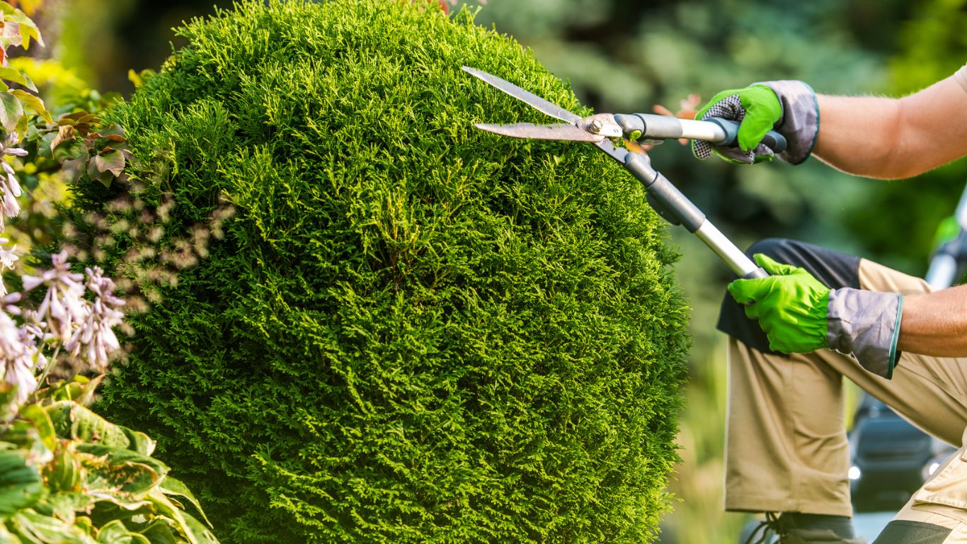 Cutting and Trimming Trees